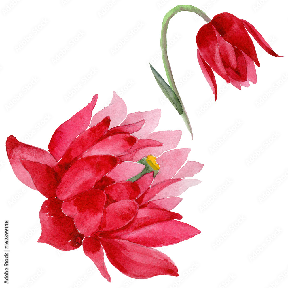 Fototapeta premium Wildflower Aquilegia flower in a watercolor style isolated. Full name of the plant: Aquilegia. Aquarelle wild flower for background, texture, wrapper pattern, frame or border.