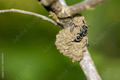 Image of female potter wasp building her nest (Phimenes flavopictus formosanus) on nature background. Insect Animal photo