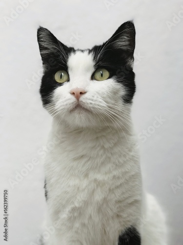 Elegant black and white cat with yellow eyes