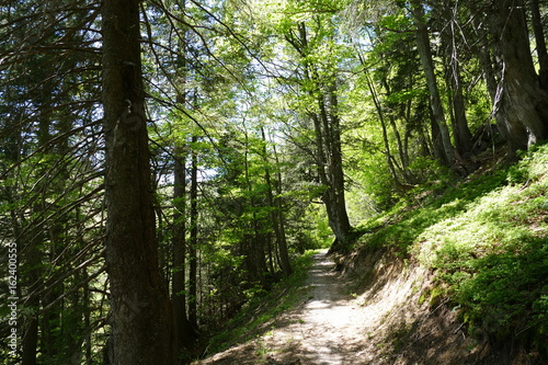 Waldweg oberhalb von Amden in der Schweiz