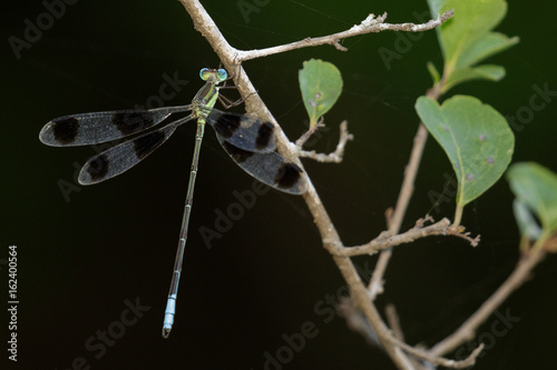 Image of a dragonflies (Orolestes octomaculatus) on nature background. Insect Animal
