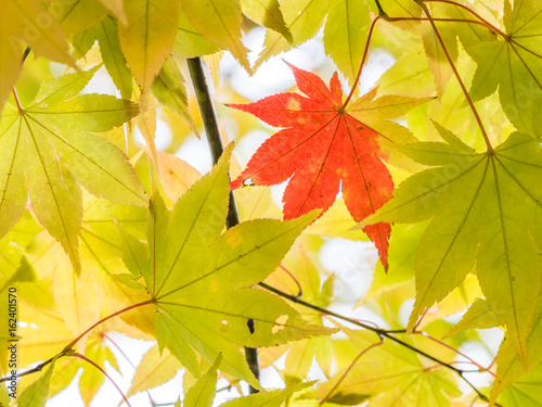 Contrast color of one red maple leaf and green maple leaves.