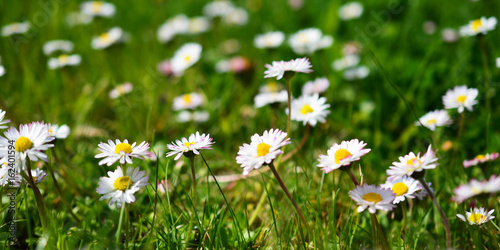 Field of Daisy Flowers in Germany, close up