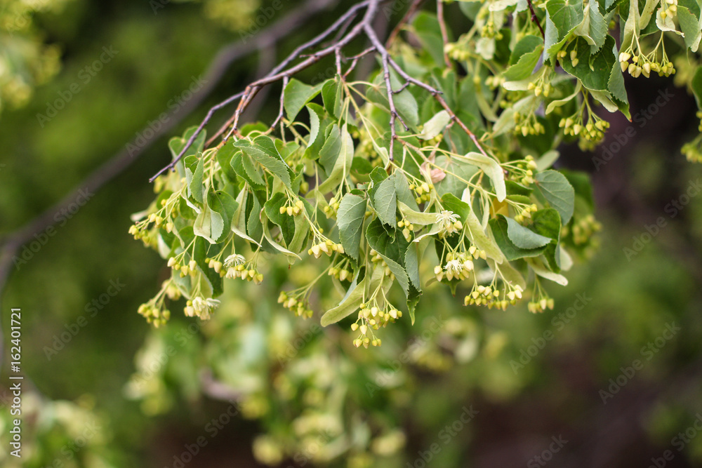 Linden - flowers on the tree (fragrant tea) Linden - flowers on the tree (fragrant tea)