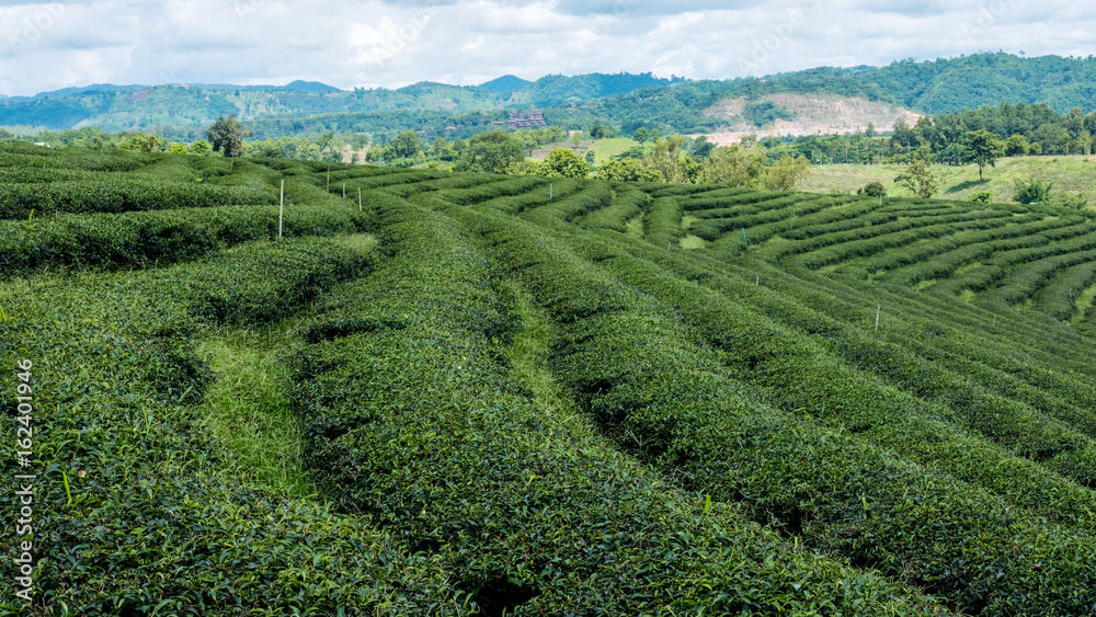 Landscape image of tea plantation in northern Thailand