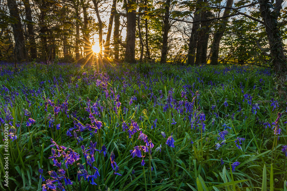 Naklejka premium sunset over bluebells