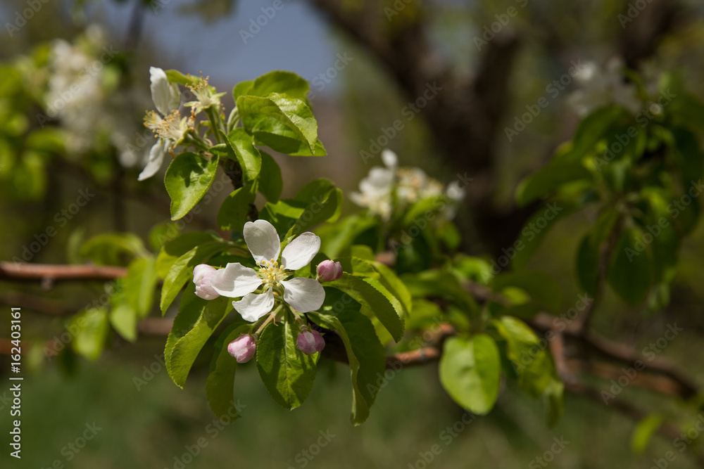 Obraz premium Apple Tree, North Khorasan, Iran