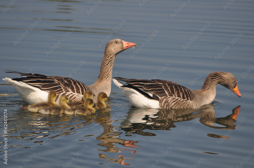 Wildgänse im Wasser Wildgänse im Wasser