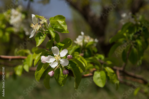 Apple Tree, North Khorasan, Iran