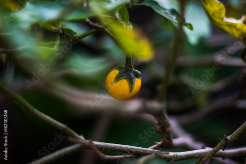 Yellow eggplant