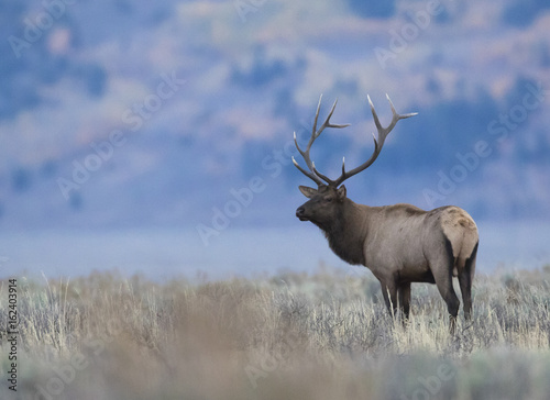 BULL ELK IN SAGEBRUSH MEADOW STOCK IMAGE photo