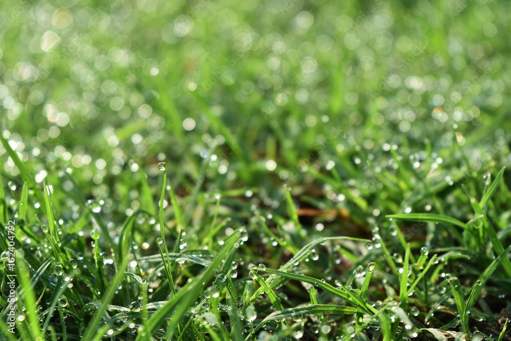 water drop on fresh grass in morning