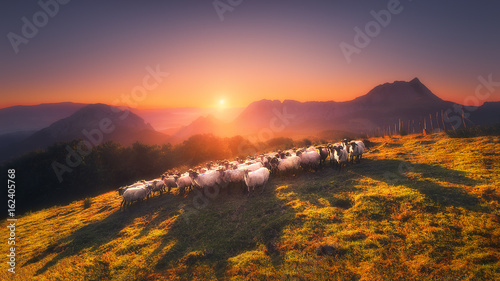 flock of sheep in Saibi mountain photo