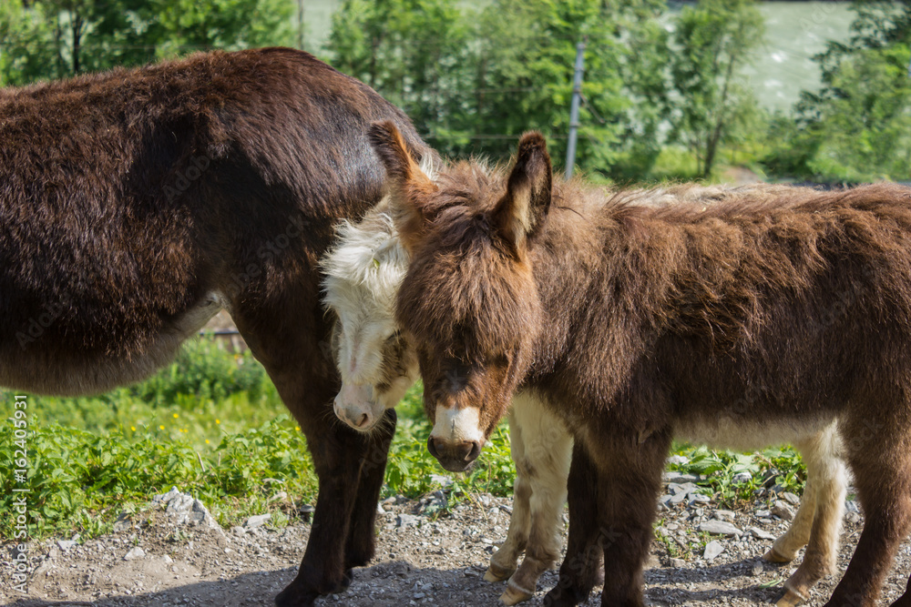 two miniature donkeys on the willow