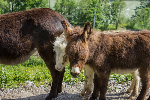 two miniature donkeys on the willow