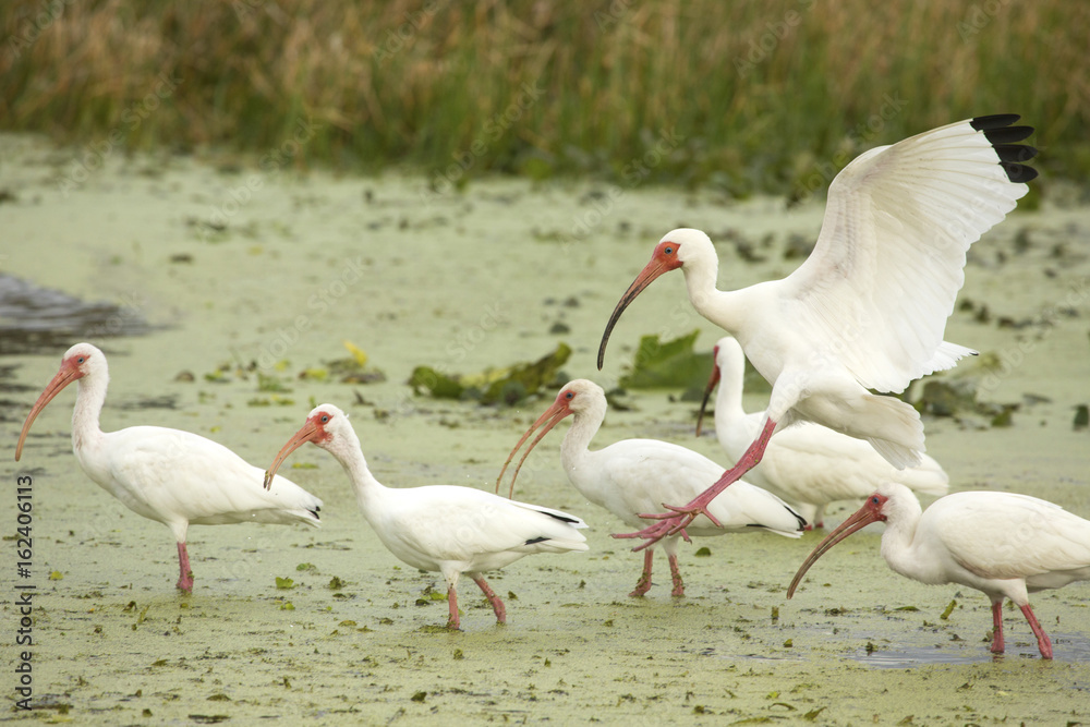 White ibis landing in a swamp at Orlando Wetlands Park. White ibis landing in a swamp at Orlando Wetlands Park.