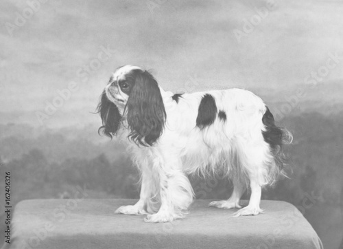 Fall - K.C. Spaniel - 1955. Date: 1955 photo