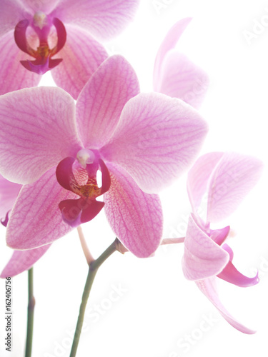 Illuminated orchids