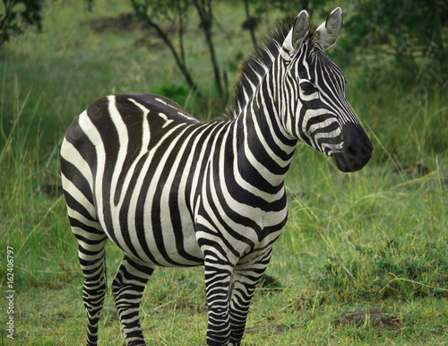 Zebra in the Maasai Mara Reserve  Kenya