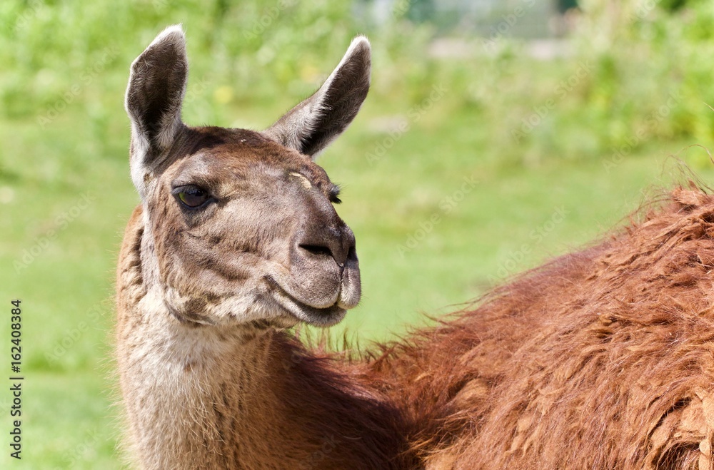 Fototapeta premium Isolated picture with a llama standing awake