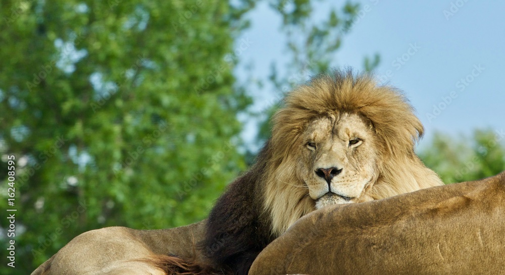 Obraz premium Isolated photo of two lions laying together