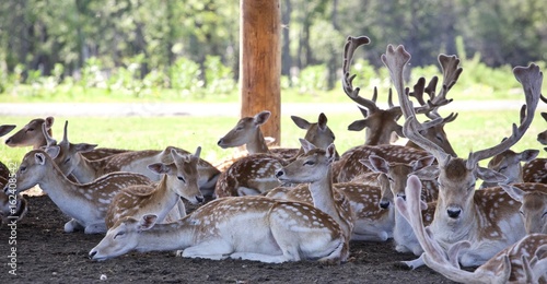 Beautiful picture with a group of cute small deer