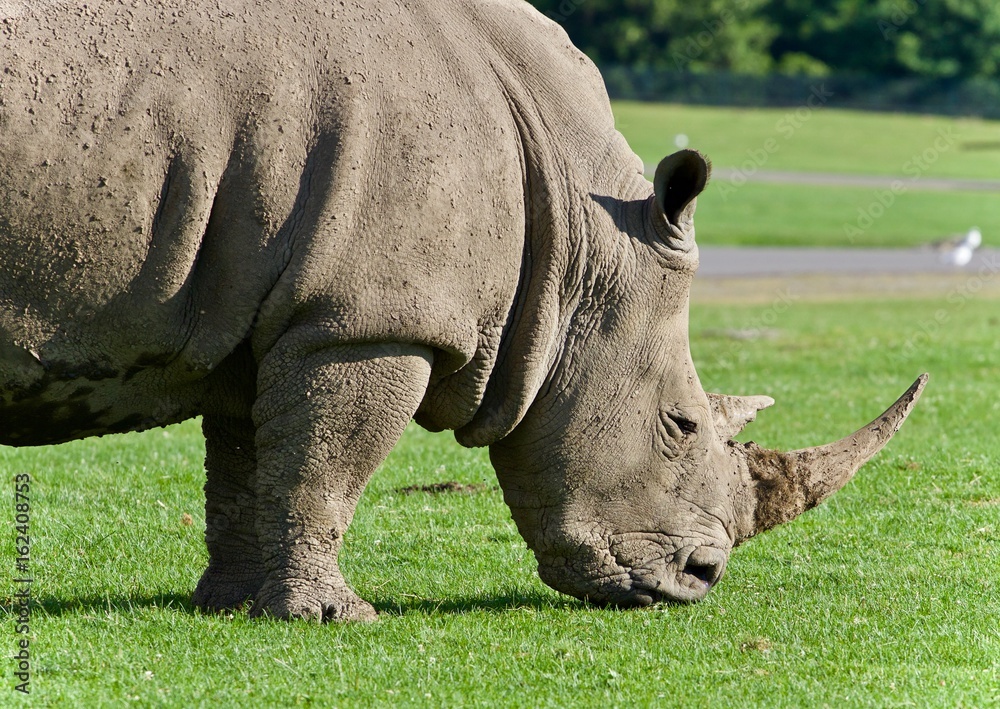 Fototapeta premium Postcard with a rhinoceros eating the grass