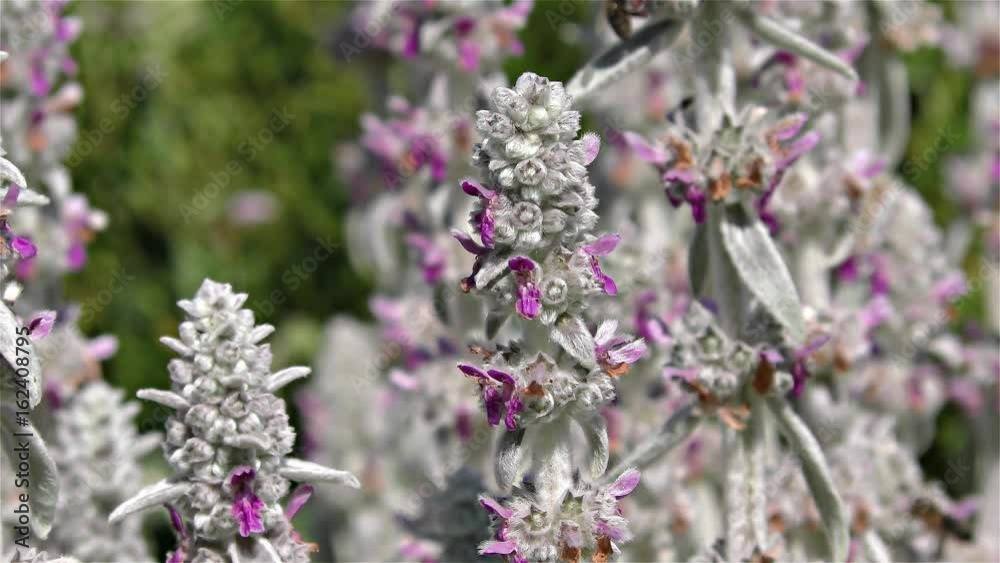 Summer Flowers in Forest and Garden, slow motion Summer Flowers in Forest and Garden, slow motion