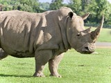 Background with a rhinoceros standing awake