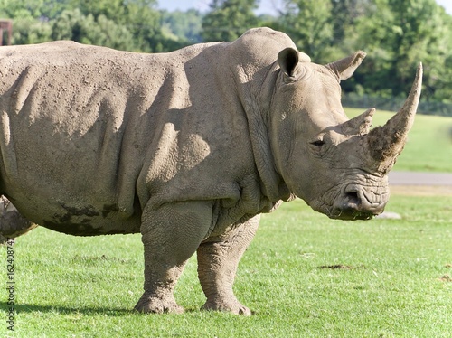 Background with a rhinoceros standing awake