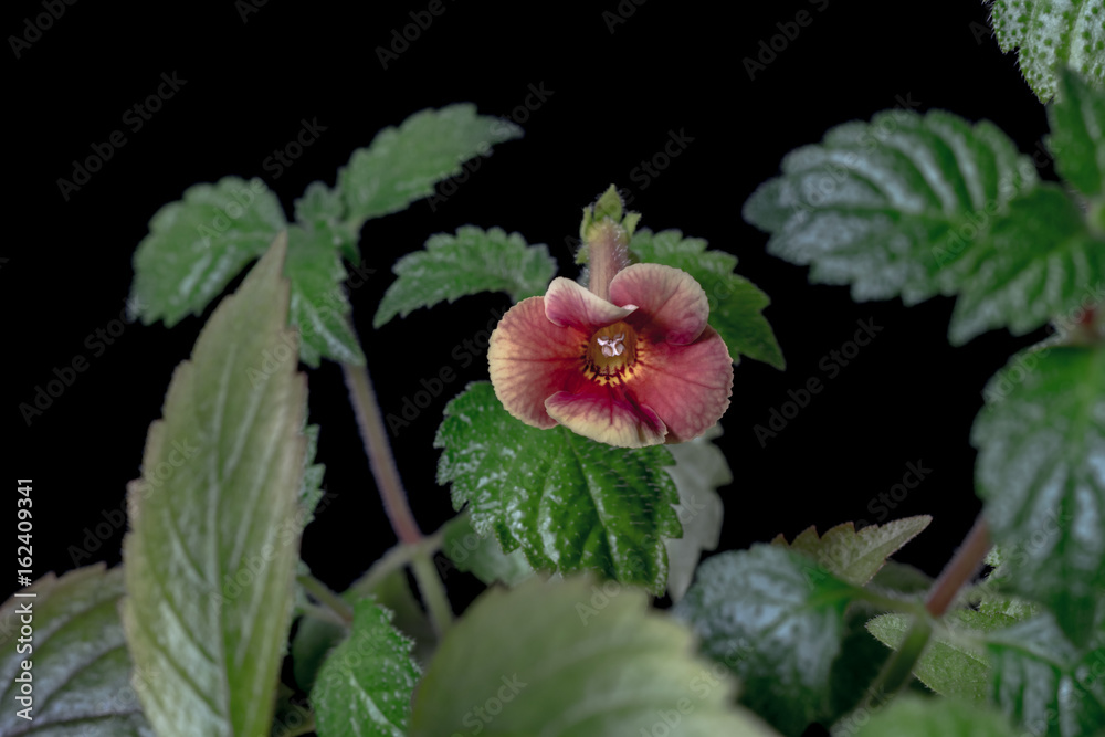 Orange spotted achimenes flower surrounded by green leafs on black background. Achimenes has a multitude of common names such as magic flowers, widow's tears, Cupid's bower, or hot water plant. Orange spotted achimenes flower surrounded by green leafs on black background. Achimenes has a multitude of common names such as magic flowers, widow's tears, Cupid's bower, or hot water plant.