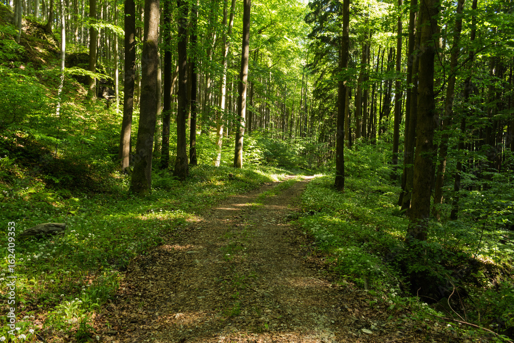 Narrow path lit by soft spring sunlight. Forest spring nature. Spring forest natural landscape with forest trees Narrow path lit by soft spring sunlight. Forest spring nature. Spring forest natural landscape with forest trees