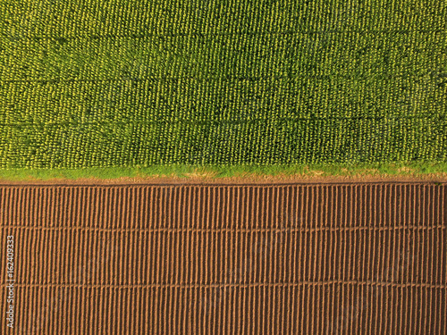 Aerial view ; Rows of soil before planting.Furrows row pattern in a plowed field prepared for planting crops in spring and a corn field grows full of a half area. Horizontal view in perspective.