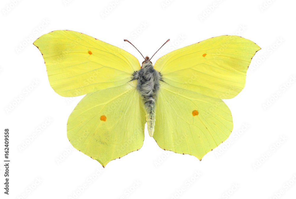 Naklejka premium Wspólny motyl siarkowy na białym tle