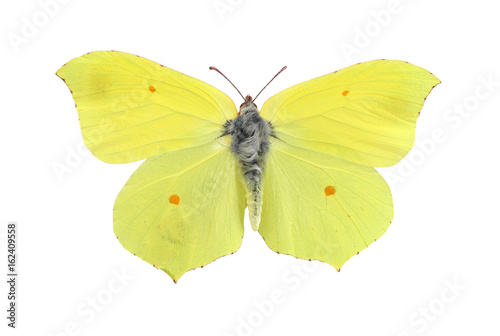 Common brimstone butterfly isolated on white