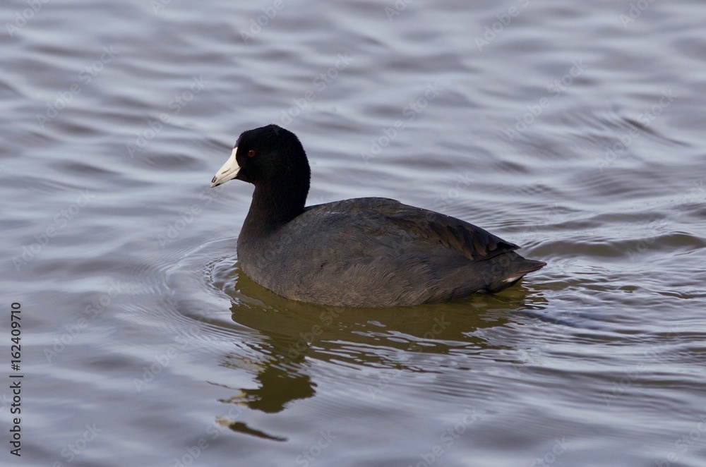 Beautiful image with funny weird american coot in the lake Beautiful image with funny weird american coot in the lake