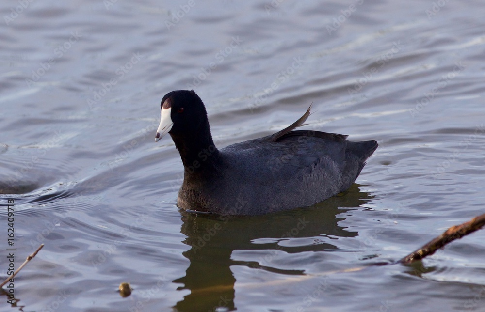 Beautiful background with amazing american coot in the lake Beautiful background with amazing american coot in the lake
