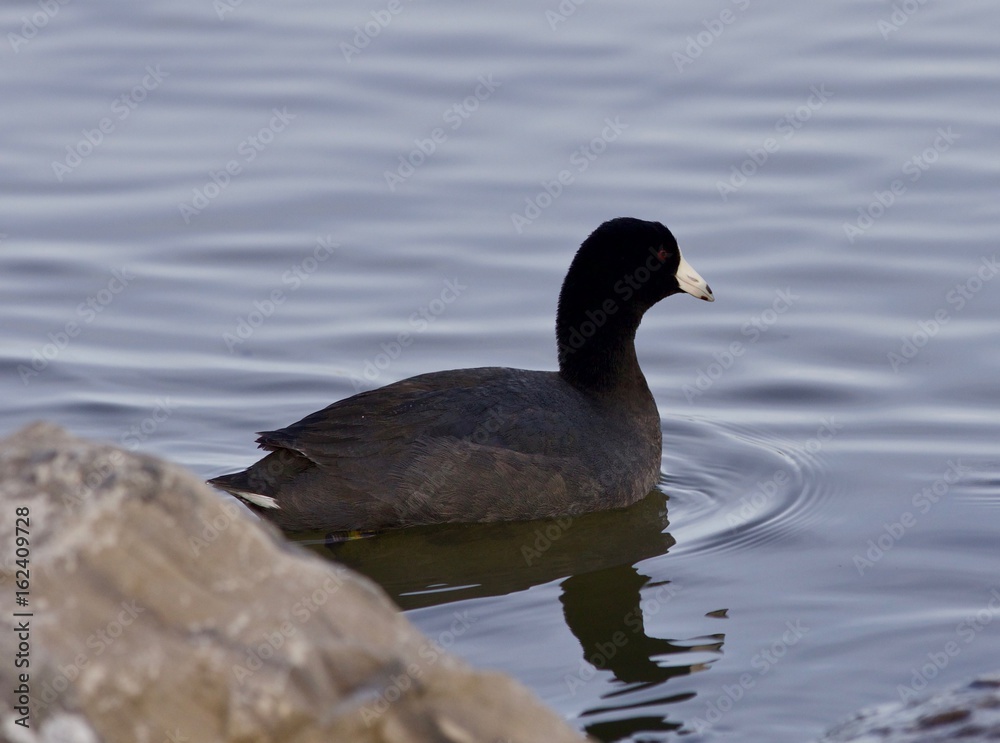 Beautiful picture with funny weird american coot in the lake Beautiful picture with funny weird american coot in the lake