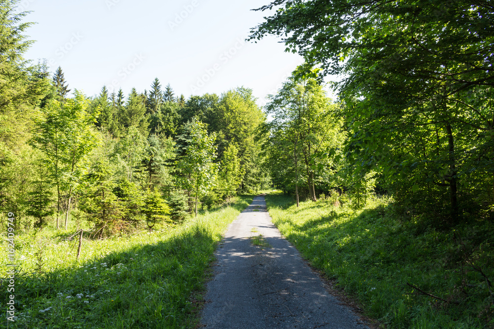 Narrow path lit by soft spring sunlight. Forest spring nature. Spring forest natural landscape with forest trees Narrow path lit by soft spring sunlight. Forest spring nature. Spring forest natural landscape with forest trees