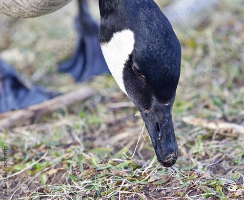 Beautiful portrait of a cute Canada goose eating the grass