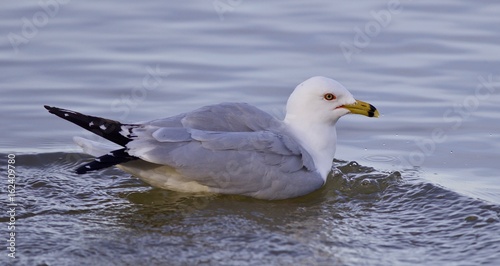 Beautiful isolated image with a swimming gull