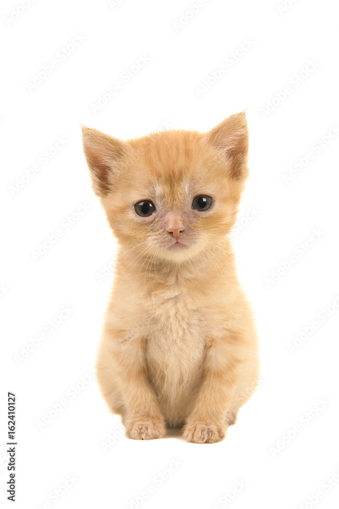 Cute sitting sad looking 4 weeks old red ginger baby cat facing