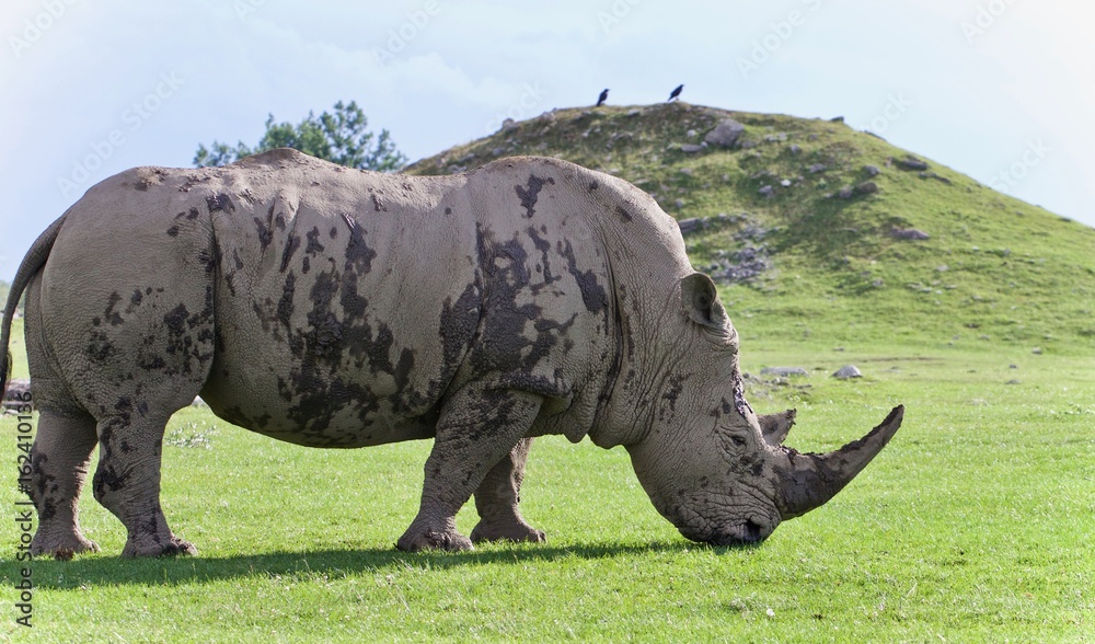Obraz premium Picture with a rhinoceros eating the grass