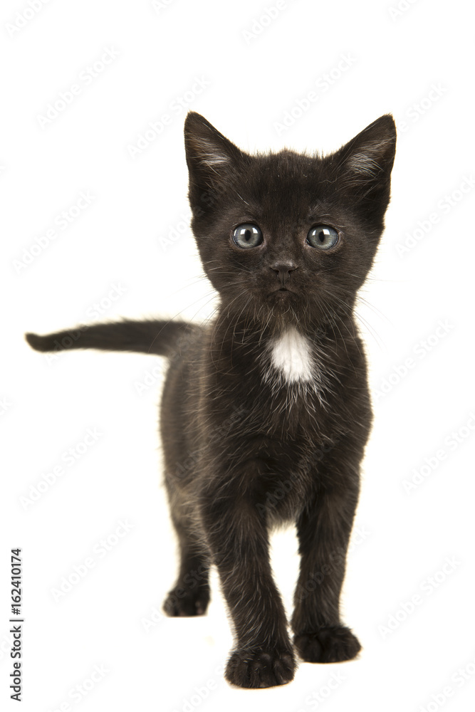 Funny looking black with white chest kitten looking into the camera isolated on a white background