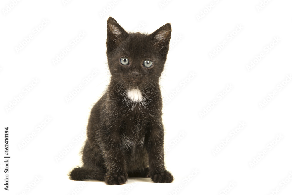 Sitting black with white chest kitten looking at the camera isolated on a white background