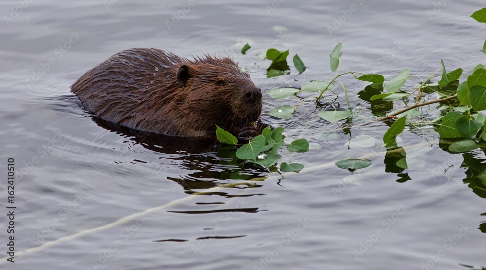 Beautiful background with a beaver eating leaves of a branch in the lake Beautiful background with a beaver eating leaves of a branch in the lake
