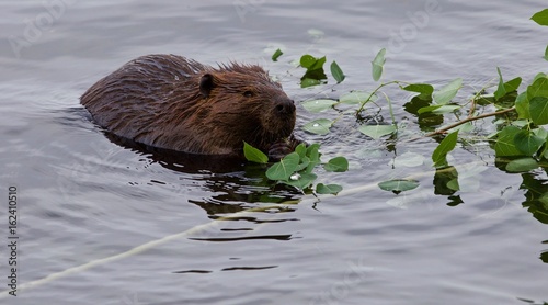 Photography Beautiful background with a beaver eating leaves of a branch in the lake