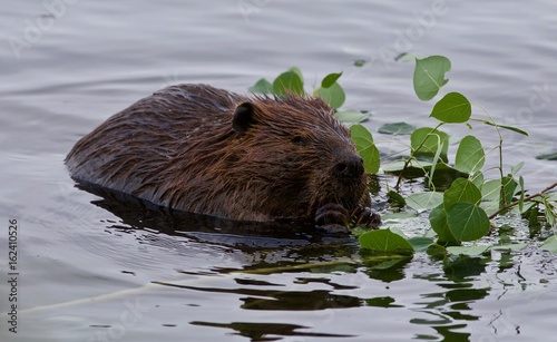 Canvas Print Beautiful isolated picture of a beaver eating leaves in the lake