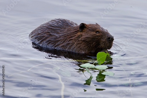 Beautiful isolated photo of a beaver eating leaves in the lake