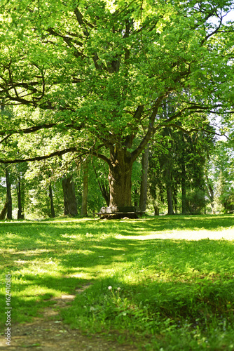 Green summer Park.